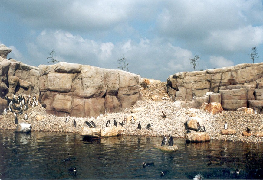 Noorderdierenpark Emmen - pinguin rots